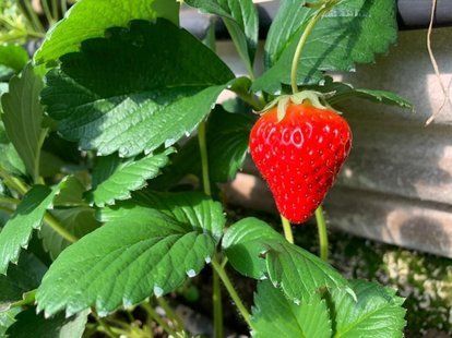 宿州 草莓苗多重草莓苗专业蔬菜大棚育苗欢迎采购量大从优