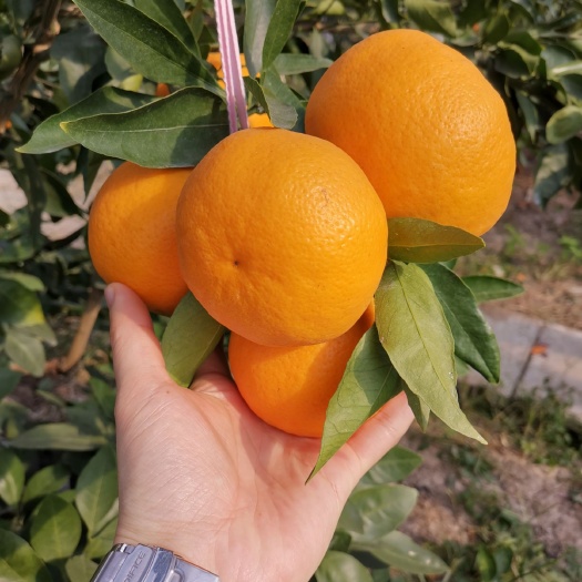 晴姬柑桔苗，蜜橘家族新当家，好货齐分享！