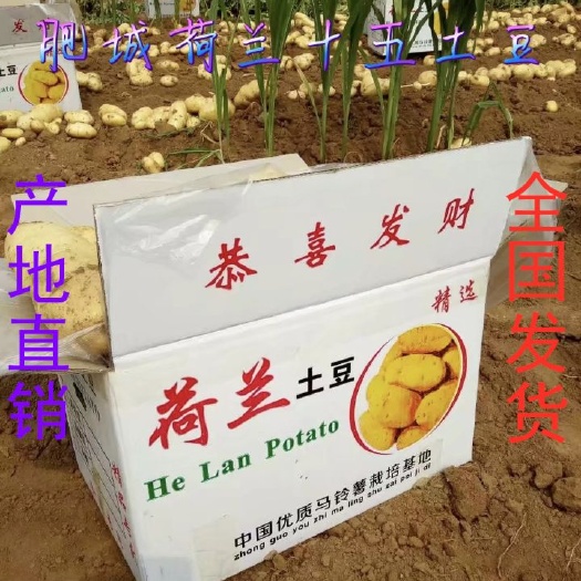 《推荐》山东土豆，肥城荷兰十五土豆，大棚新土豆大量供应