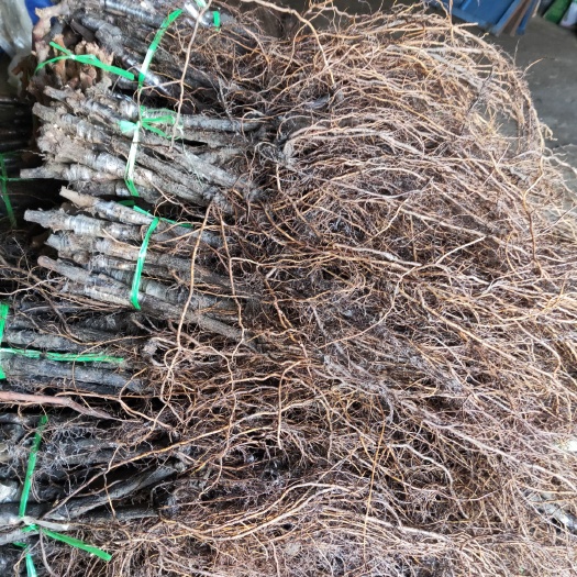 德惠市 巨峰葡萄苗批发零售，密汁葡萄苗