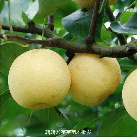平邑县 梨