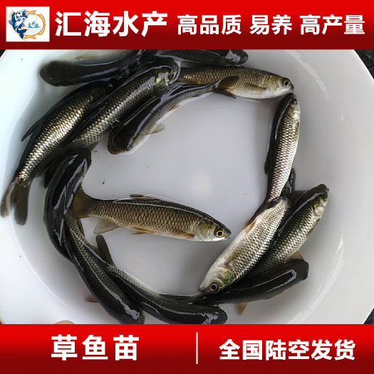 广州 草鱼苗 草鱼苗 鲩鱼苗 已打疫苗 抗病毒能力强源头厂批发