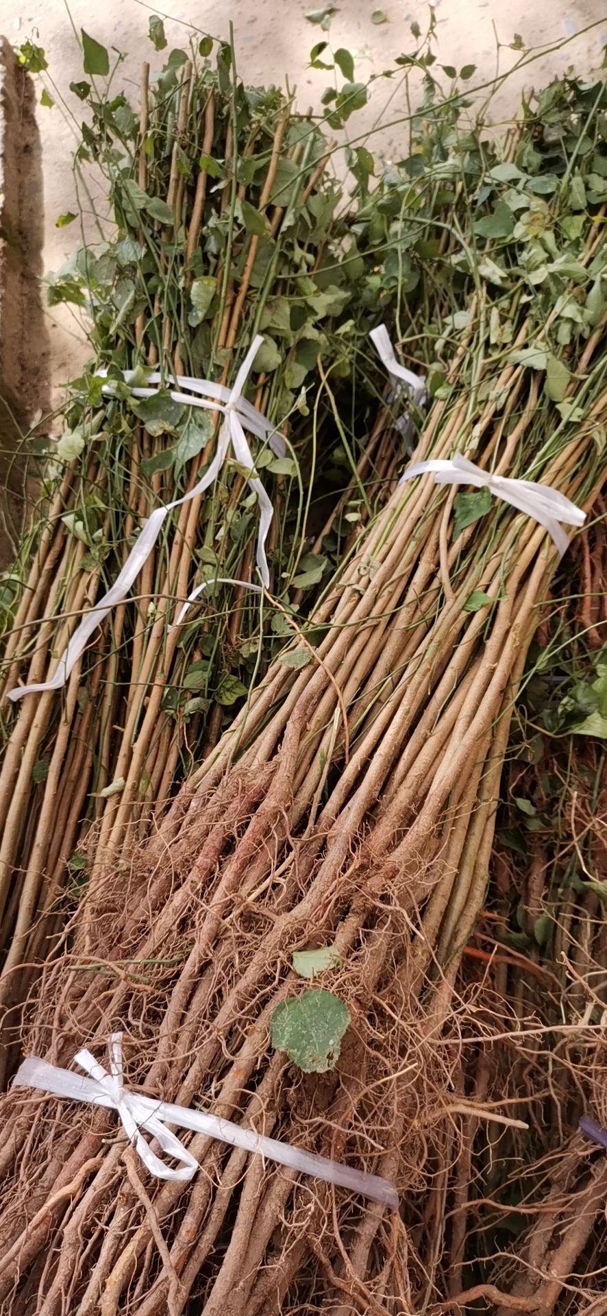 青竹梅树苗  （预售）青梅苗酸梅苗基地直发保湿发货南北方均可种植