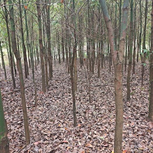 衡阳县 大量小叶樟供应