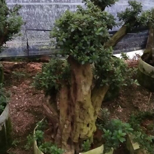 漳平市 嫁接杜鹃桩出售