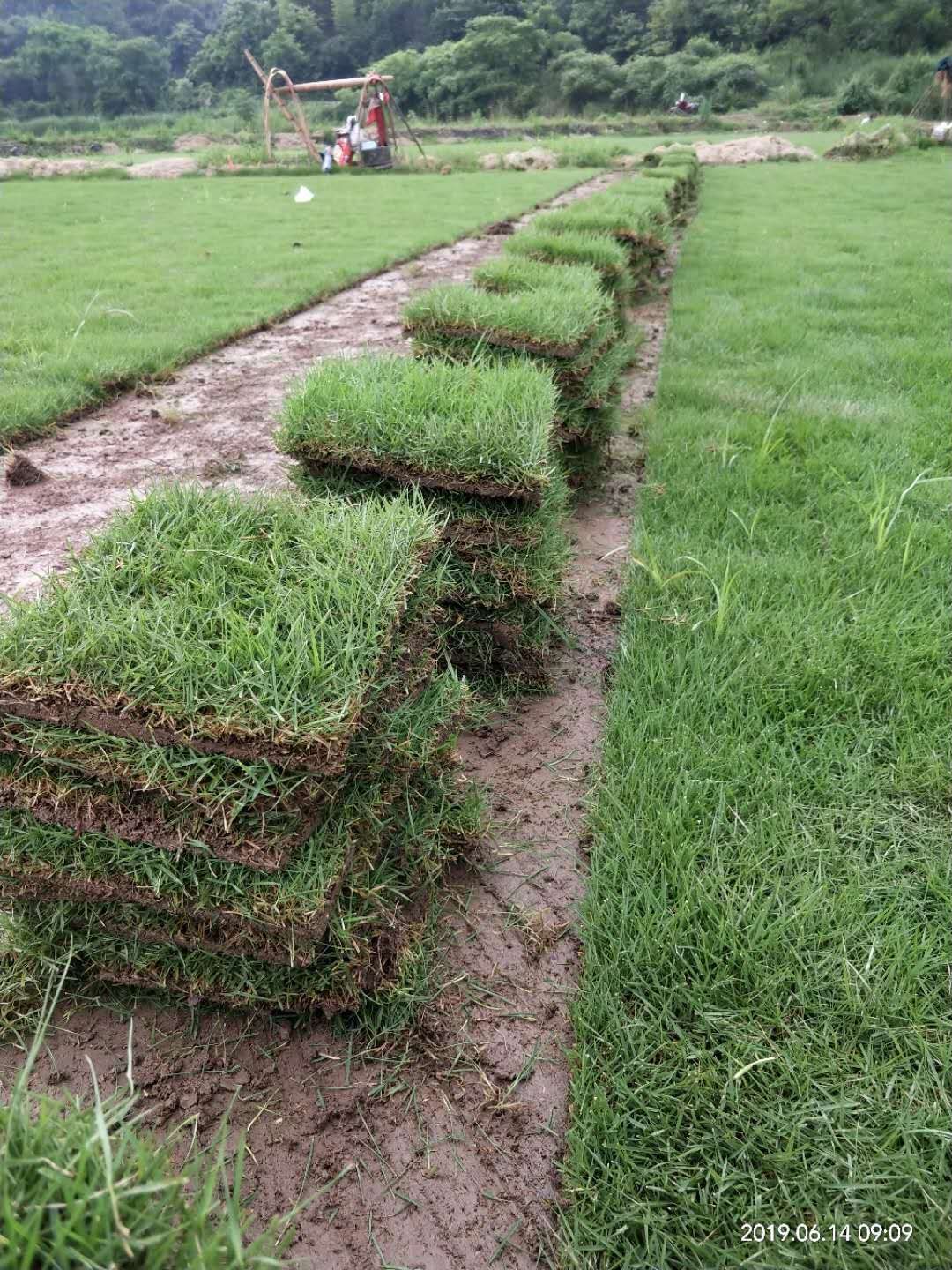 广东马尼拉草皮基地图片