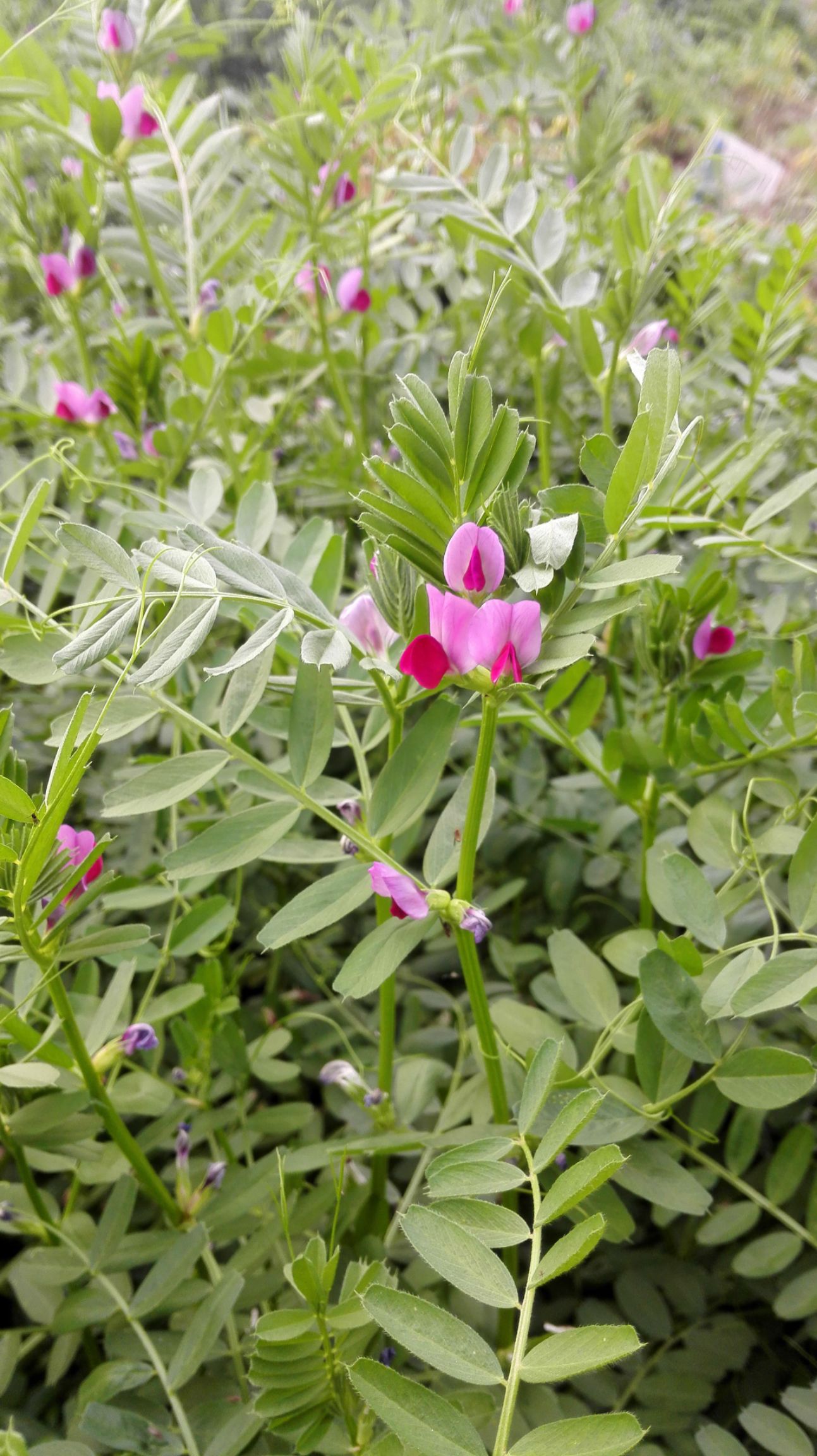  箭舌豌豆种子 果园固氮绿肥籽 牧草青饲料景观花卉发芽率高