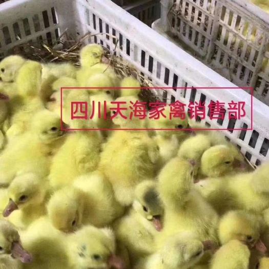 沐川县大三花鹅苗 三花鹅