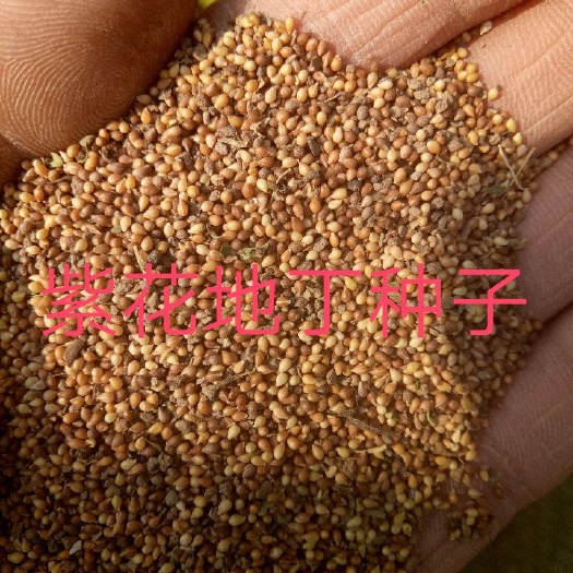 甜地丁种子  紫花地丁种子