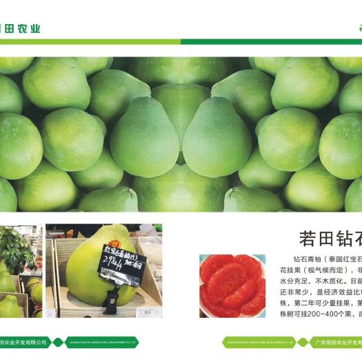 南宁泰国红宝石柚苗 正宗泰国红宝石青柚