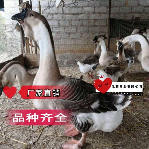 南宁马岗鹅苗  鹅苗
