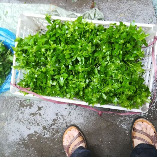 恩平市环保簕菜