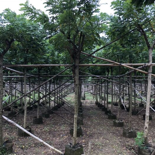 黄槐 黄花槐米径：5-10公分袋苗大量供应