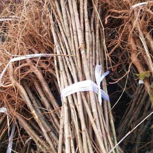 苍溪县毛樱桃苗实生樱桃苗樱桃粘木苗大青叶樱桃苗基地直发保湿发货！