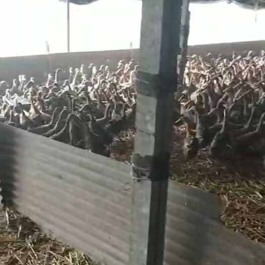 永城市金定鸭蛋 食用 散装