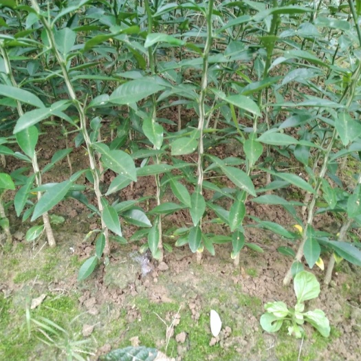 简阳市 香橙苗直生苗，根系发达，一手货源量大从优欢迎订购