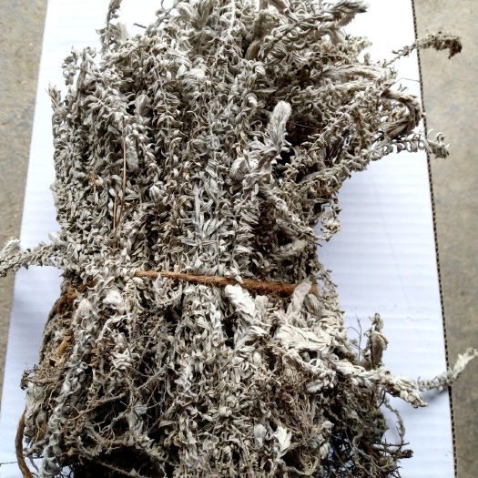  江西 鹿茸草