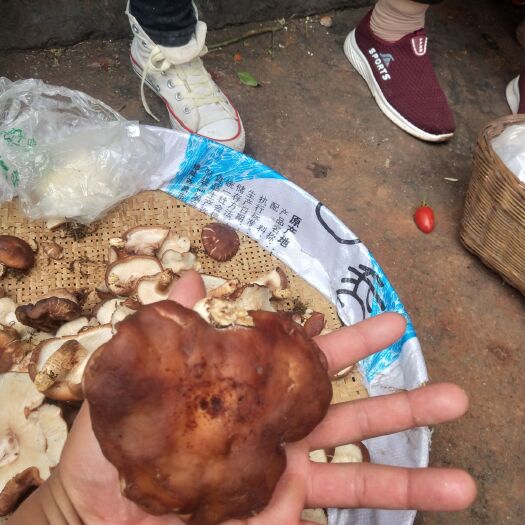 西昌市野生香菇 西昌野菌少量开始上市了，需要的请联系。