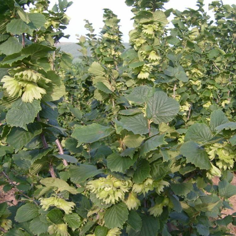 达维榛子苗 基地直发，自培自育，根系发达，成活率高，包对版