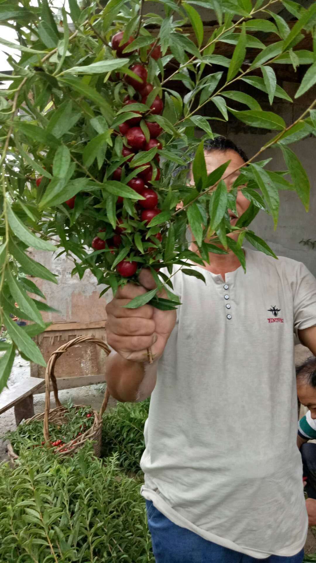 钙果苗 钙果树苗盆栽钙果树,适应南北方庭院阳台种植 观赏价值高果实