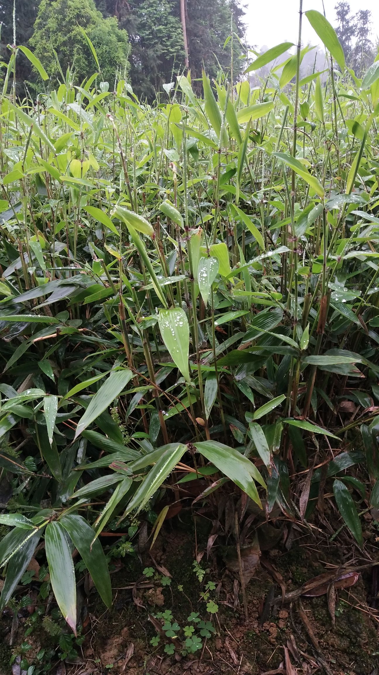 楠竹苗 无纺布杯量大优惠