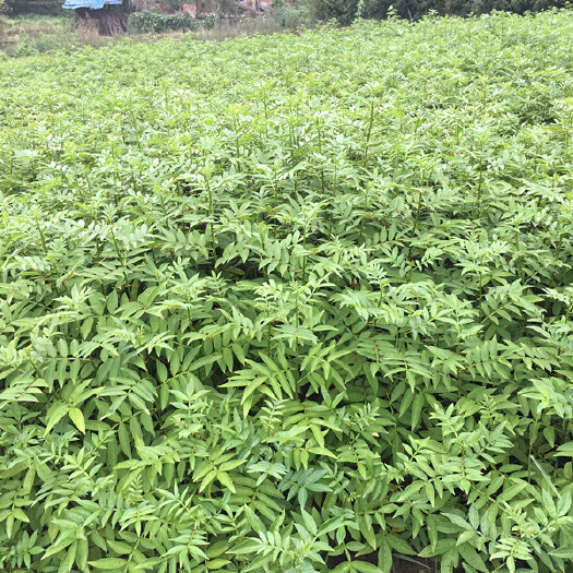 苍溪县 青花椒苗    正宗重庆九月青花椒 优质品种   现挖现发