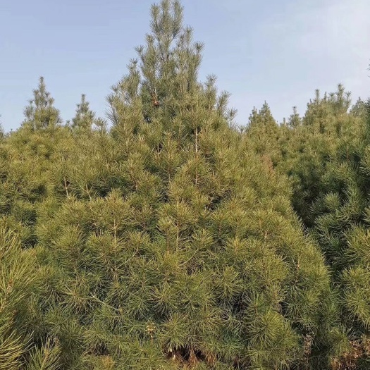 陕西白皮松 货好，价格美丽