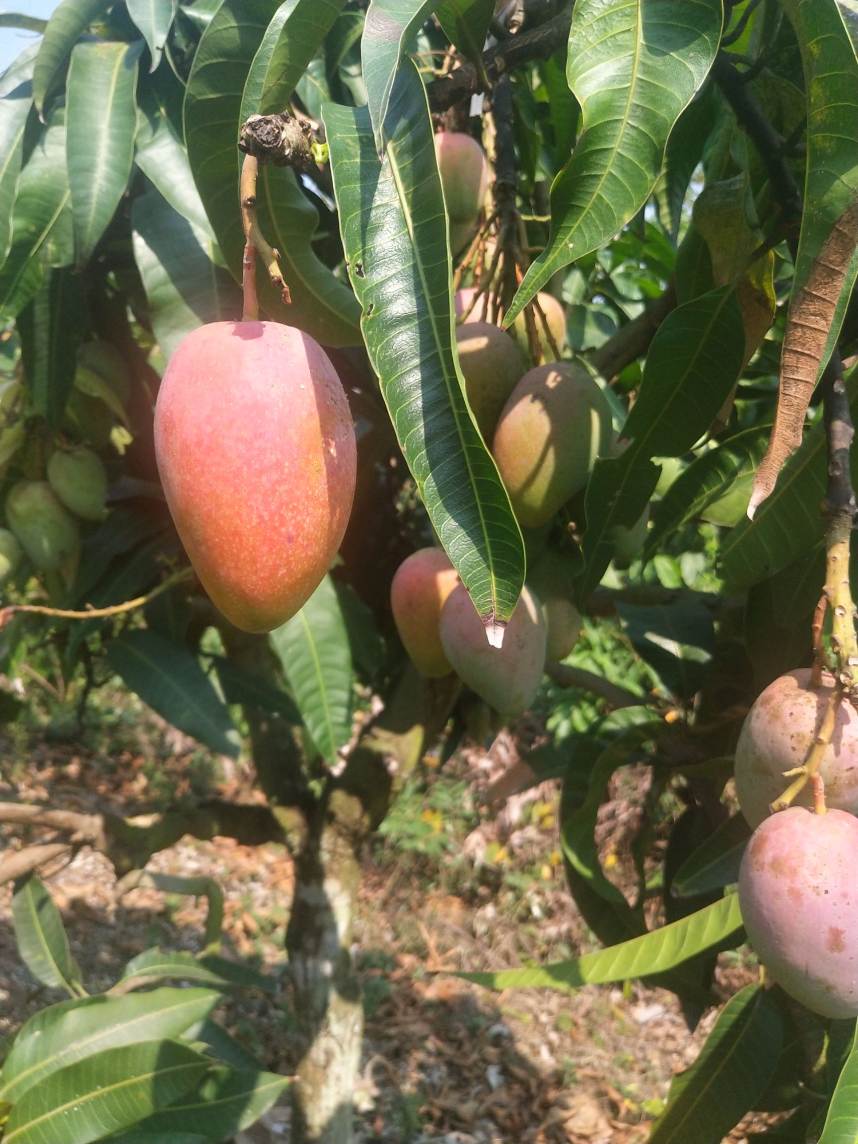 《壞果包賠》海南東方自家種植貴妃芒一件代發