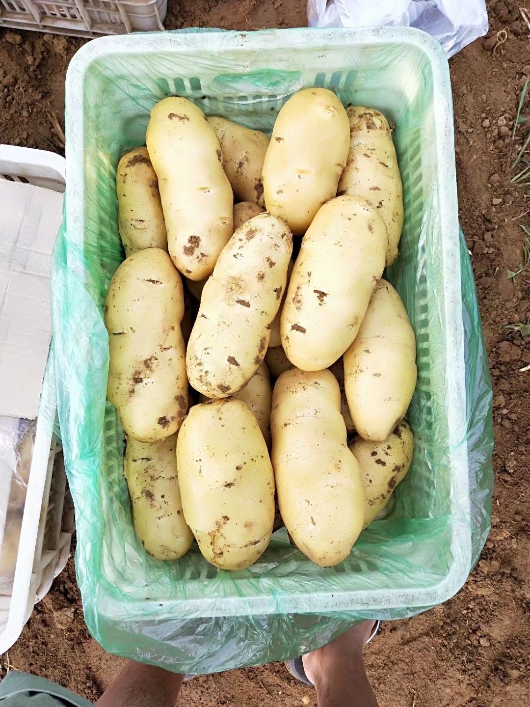 山东荷兰十五土豆，肥城大棚土豆，新土豆基地