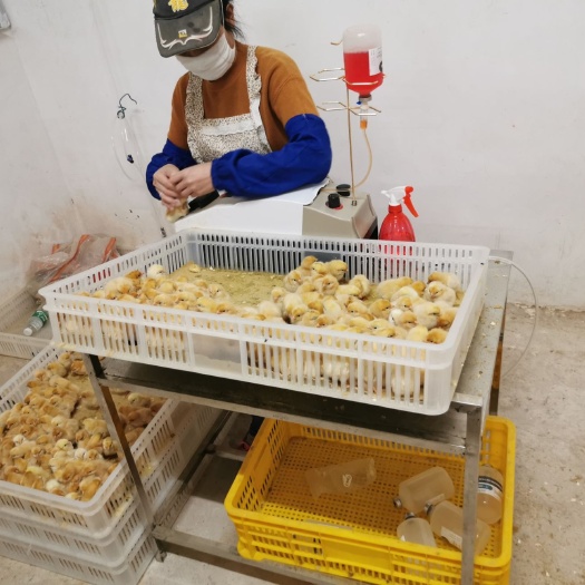 南宁 三黄鸡苗公母