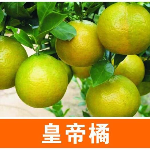 灵山县 皇帝柑苗 早熟品种 皮薄肉厚果子清甜无酸味