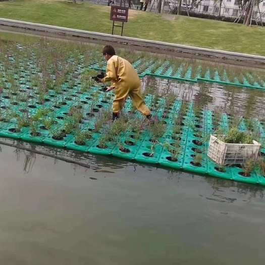 安新县水浮萍 生态浮岛