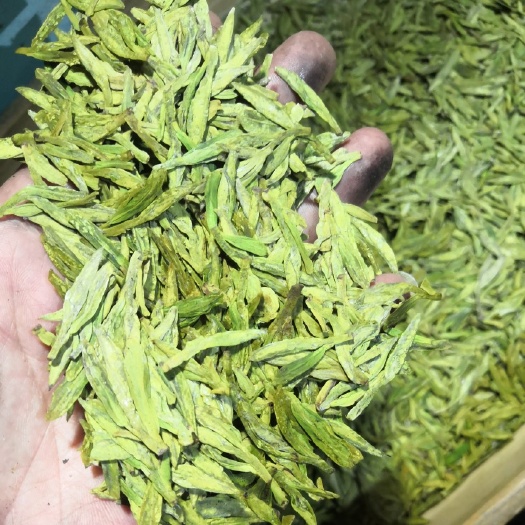 新昌县高山绿茶 龙井茶现炒现卖