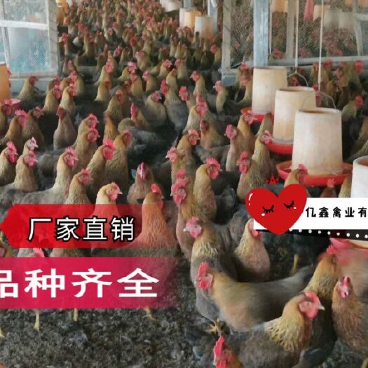 南宁鸡苗，清远麻鸡苗