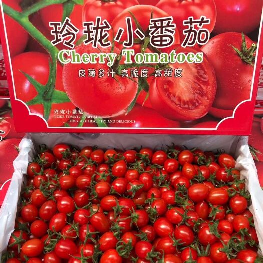平度市釜山88圣女果 精品釜山88玲珑小番茄强势来袭！礼盒装！