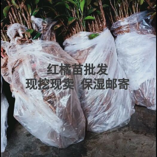简阳市四川红橘苗，脱毒树苗，红桔苗，红橘幼苗，红橘实生苗。