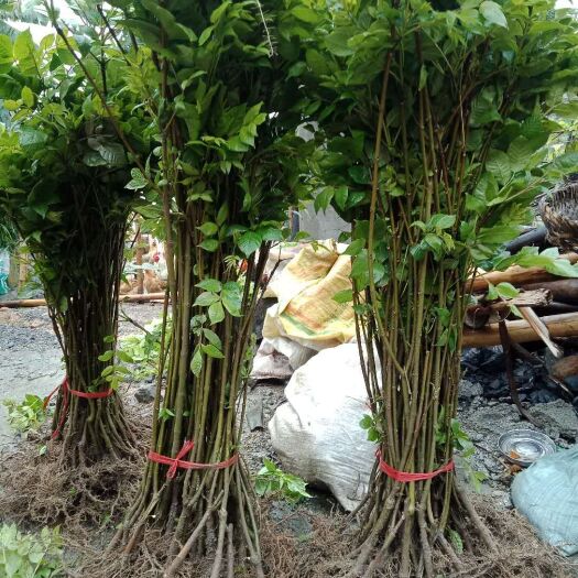 罗城县山茱萸苗 中花吴茱萸苗种子