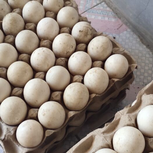 夏津县火鸭蛋 食用 箱装