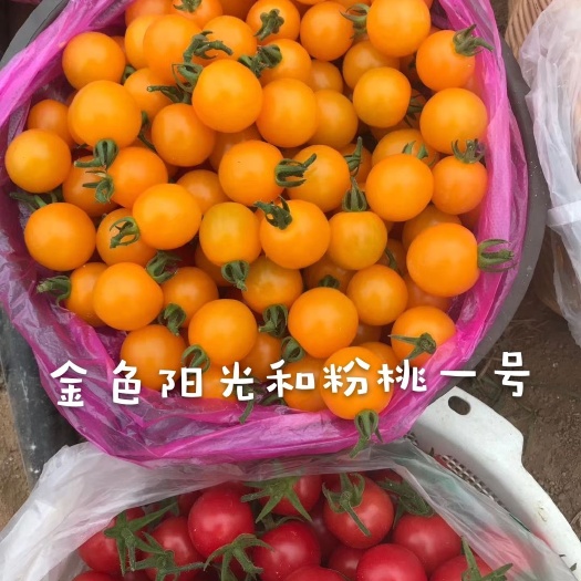 金色阳光,黄色圆形樱桃番茄种子,口感好,以色列