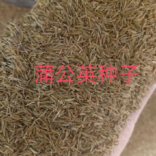 安国市优质蒲公英种子发芽率95左右