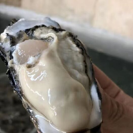  大連蠔，生蠔  牡蠣 規(guī)格齊全 肥度好