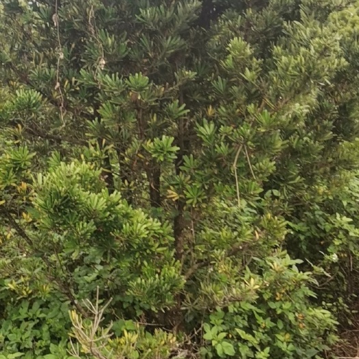 兴业县 小叶罗汉松20-200