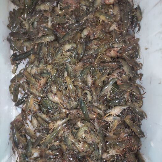 当阳市 当阳小龙虾批发