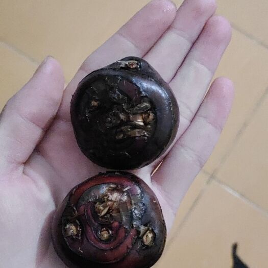 温州 中大号马蹄基本4cm往上