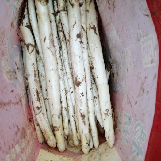 巨野县白芦笋 新鲜蔬菜，自己地里现挖，无公害，高营养