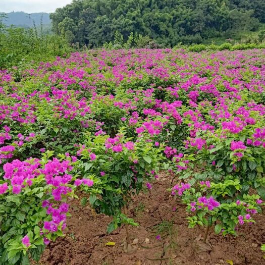 宜宾 大红紫色三角梅基地直供