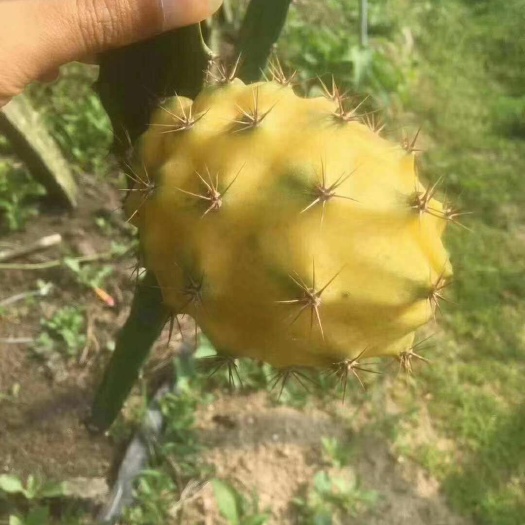 灵山县 燕窝火龙果苗