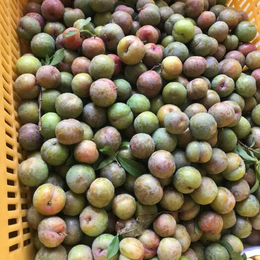 信宜市 李子，晚红李子，付运费免费送
