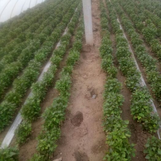 尉氏县西瓜红红薯苗  2021年脱毒红薯西瓜红薯苗大量上市