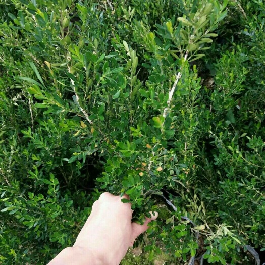 普宁市广东雀舌黄杨盆景小叶皱皮高档造型黄杨苗石柳庭院室内绿化观赏